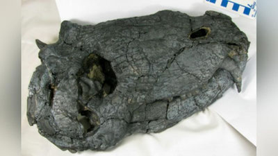 'Braziliyada sayyoradagi eng qadimgi yirtqich qoldiqlari topildi'ning rasmi