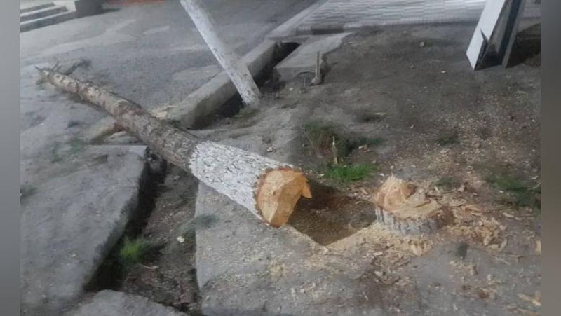 'Farg`onada daraxt kesgan xodim 45 million so`m to`lab, 100 tup daraxt ekadigan bo`ldi'ning rasmi