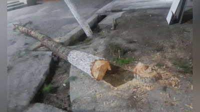 'Farg`onada daraxt kesgan xodim 45 million so`m to`lab, 100 tup daraxt ekadigan bo`ldi'ning rasmi