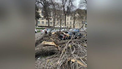 'Toshkentda kuchli shamol sabab “svet” avariyaviy o`chdi'ning rasmi