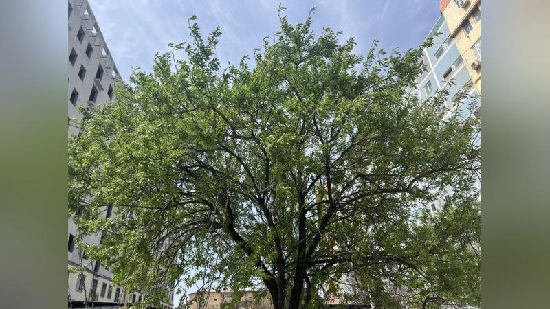 'Bugun O`zbekistonda yog`ingarchiliksiz quyoshli ob-havo bo`ladi'ning rasmi