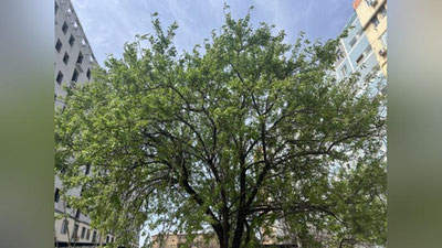 'Bugun O`zbekistonda yog`ingarchiliksiz quyoshli ob-havo bo`ladi'ning rasmi