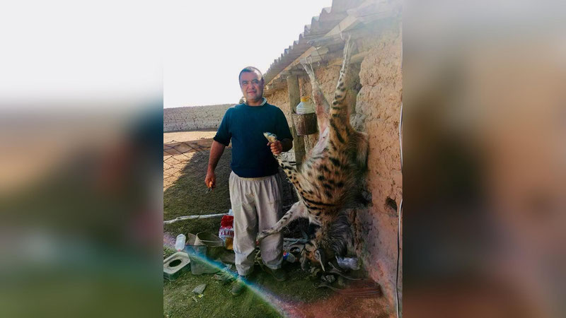 'Сурхондарёда ноёб сиртлон ўлдирилгани айтилмоқда'ning rasmi