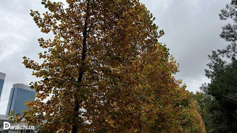 '“O`zgidromet” bugungi ob-havo prognozini e`lon qildi'ning rasmi