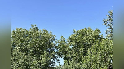 Изрображение 'В Ташкенте воздух прогреется до +27: погода на 22 мая'