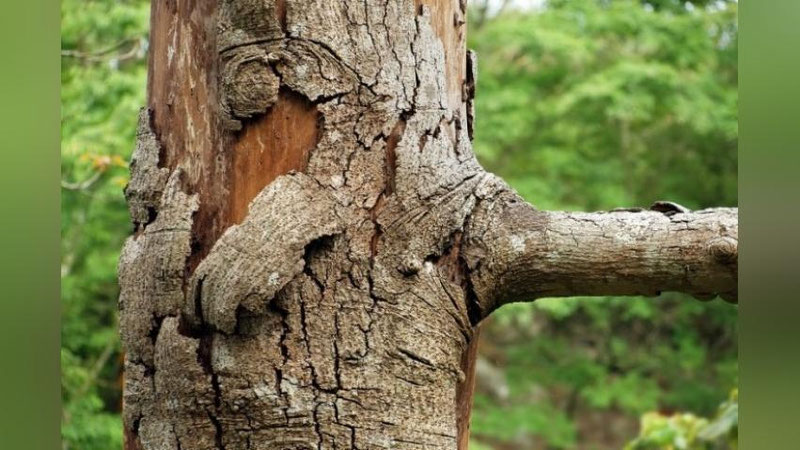 'O`zbekistonda raqamli xaritasi yaratilgan daraxtlar soni 250 millionga etdi'ning rasmi