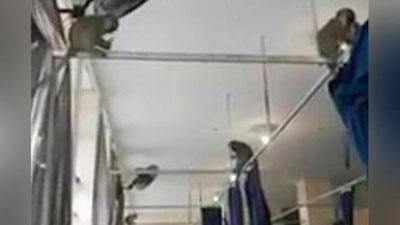 'Maymunlar bemorlarning rizqiga sherik bo`lmoqda 'ning rasmi