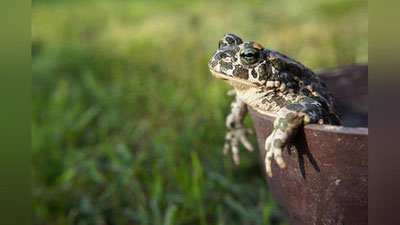 'Мўйловли қурбақалар топилди (фото)'ning rasmi
