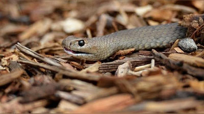 '​Ilon va o`rgimchak jangi (Video)'ning rasmi