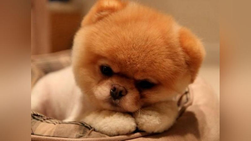 'Dunyodagi eng yoqimtoy kuchukcha vafot etdi 'ning rasmi