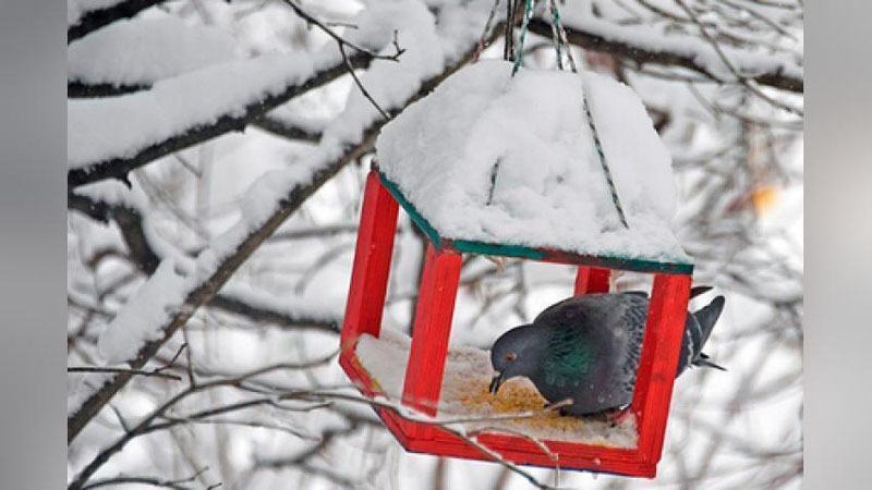 'Каптарнинг бошини узган россиялик эркак беш ойга озодликдан маҳрум этилди'ning rasmi