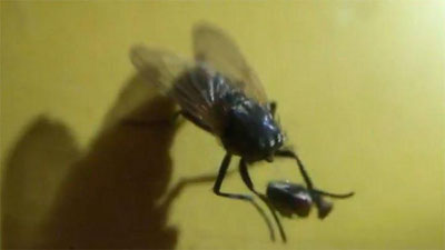 Изрображение 'Играющая с собственной головой муха-зомби шокировала Сеть (видео)'