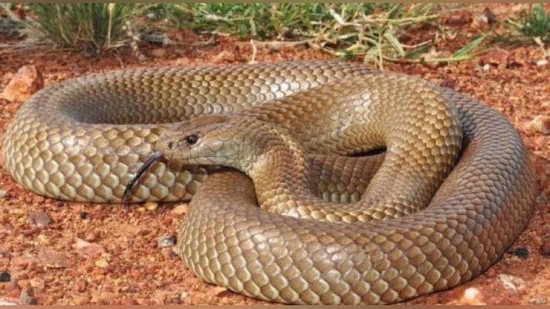 '​Zaharli ilon oldida turgan qizchaning surati ijtimoiy tarmoqlarni larzaga soldi'ning rasmi