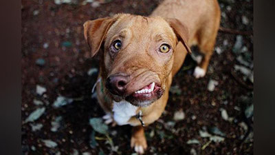 '​Tumshug`i qiyshiq it ijtimoiy tarmoq foydalanuvchilarining mehr-muhabbatiga sazovor bo`ldi'ning rasmi