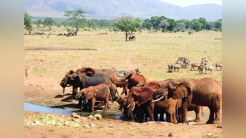 'ҲАР КУНИ ЁВВОЙИ ҲАЙВОНЛАРГА СУВ ТАШИЙДИ'ning rasmi