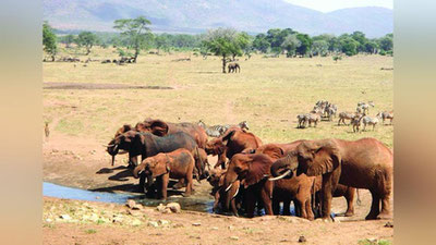 'ҲАР КУНИ ЁВВОЙИ ҲАЙВОНЛАРГА СУВ ТАШИЙДИ'ning rasmi