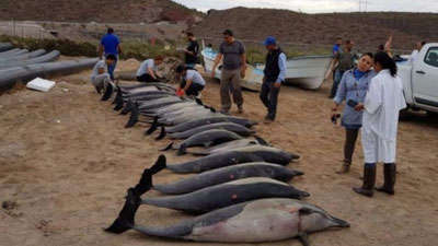 'Мексикада қирғоққа 50 та дельфин чиқиб қолди'ning rasmi