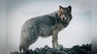 'BO`RIDA BARAKA BOR'ning rasmi