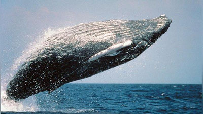 'Alyaskada bukri kit turistlarni “cho`miltirdi” (Video)'ning rasmi