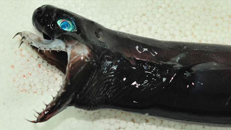 'Қўш оғизли “маҳлуқ” топилди'ning rasmi