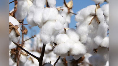 'XALQ TA`LIMI VAZIRI O`QITUVChILARNI PAXTAGA JALB ETILIShI MASALASIGA IZOH BERDI'ning rasmi