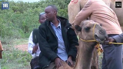 'S`yomka vaqtida quturib ketgan tuyaning jurnalistlarni toptashiga bir bahya qoldi (Video) 'ning rasmi