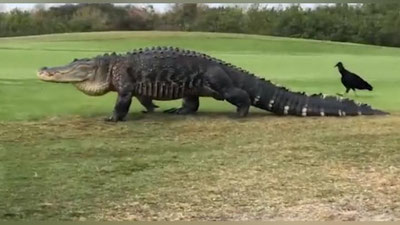 Изрображение 'ГИГАНТСКИЙ АЛЛИГАТОР РАСПУГАЛ ГОЛЬФИСТОВ ВО ФЛОРИДЕ (ВИДЕО)'