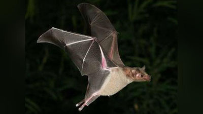 'Portugaliyadagi kutubxonaga ko`rshapalaklar qorovullik qiladi 'ning rasmi