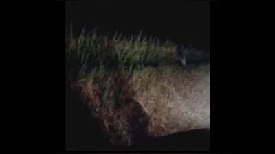 Изрображение 'НА ОБОЧИНЕ НОЧНОЙ ДОРОГИ ЗАСНЯЛИ СТРАННОЕ СУЩЕСТВО (ВИДЕО)'