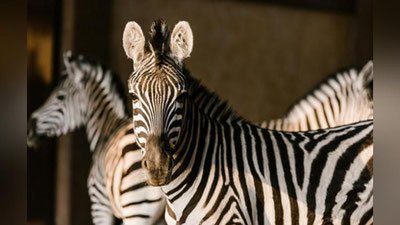 'Tabiat jumbog`i: zebralarning terisi nega oq-qora, yo`l-yo`l? 'ning rasmi