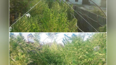 'Olmaliqdagi aka-uka og`ufurushlar'ning rasmi