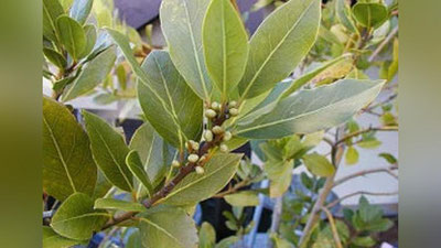 'Мадад-шифо: ДАФНА ЯПРОҒИ КАСАЛЛИКЛАРГА ҚАРШИ'ning rasmi