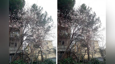 'Samarqandda bodom daraxti gulladi 'ning rasmi