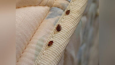 Изрображение 'КАК БОРОТЬСЯ С НАШЕСТВИЕМ КЛОПОВ?'