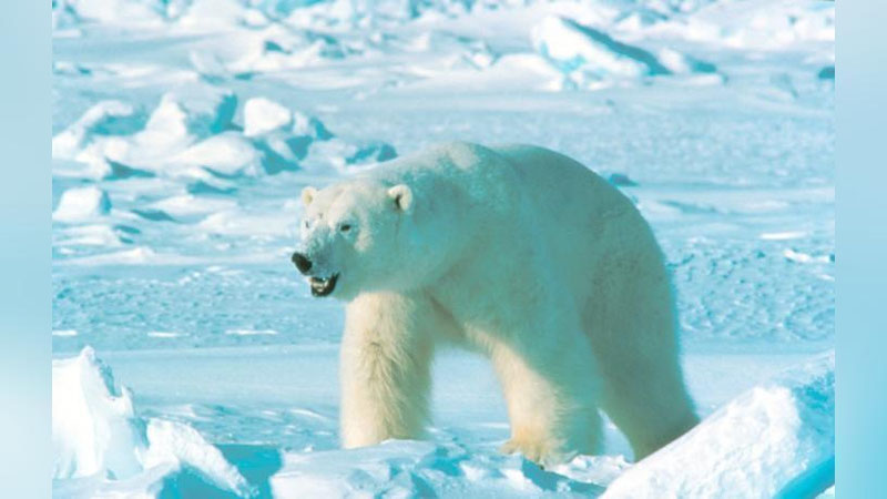 'Ҳаво ҳароратининг ўзгариши: Сабаблар ва оқибатлар'ning rasmi