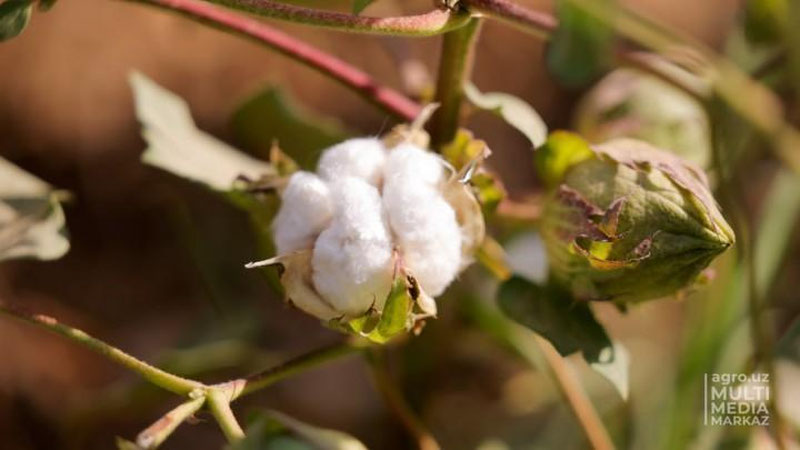 '“Muborak issiqlik elektr markazi”da paxta terimi uchun pul yig`ish bo`yicha topshiriq berilgani aytilmoqda'ning rasmi