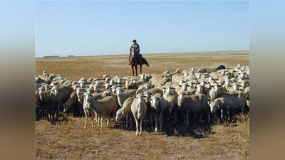 Изрображение 'БОЙНЯ НА ПАСТБИЩЕ'