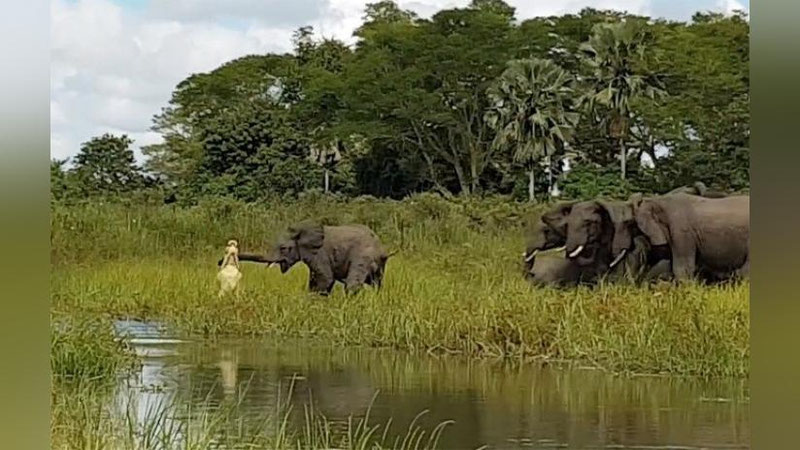 Изрображение 'СХВАТКА СЛОНЕНКА С КРОКОДИЛОМ СТАЛА ХИТОМ В ИНТЕРНЕТЕ (ВИДЕО)'
