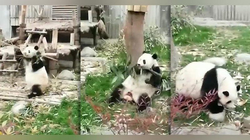 'Xitoyda chinakam Kung-fu Panda paydo bo`ldi (Video)'ning rasmi