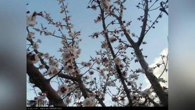 'Ertaga O`zbekistonda havo 21 daraja iliq bo`ladi'ning rasmi