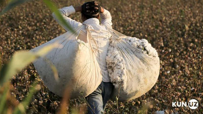'Qoraqalpog`istonda paxtani qo`shib yozish holati aniqlandi'ning rasmi