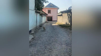 Изрображение 'Массовая травля животных в Самарканде: виновные уволены'