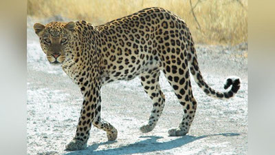 Изрображение 'В ИНДИИ ЛЕОПАРД УБИЛ И СЪЕЛ ДВОИХ ДЕТЕЙ'