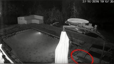 Изрображение 'КРОКОДИЛ ЗАЛЕЗ В БАССЕЙН К КУПАЮЩЕЙСЯ ПАРОЧКЕ (ВИДЕО)'