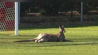 'Kenguru futbolchilarga yordamga shoshdi (Video)'ning rasmi