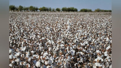 'Bu yilgi paxta terimi narxi belgilandi'ning rasmi