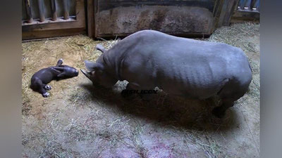 'Chikagoda noyob qora karkidon tug`ildi 'ning rasmi