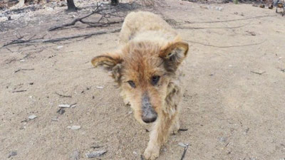 Изрображение 'В Сурхандарьинской области зарегистрирован случай группового укуса беспризорной собакой '