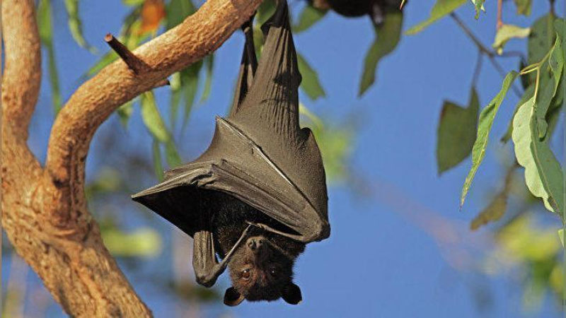 'Avstraliyada jazirama tufayli bir necha yuzlab ko`rshapalaklar halok bo`ldi 'ning rasmi