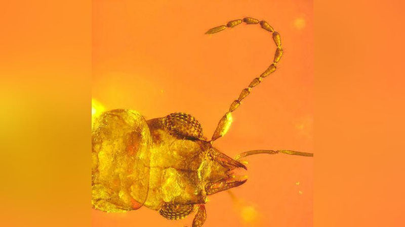 'Qahrabo ichidan 99 million yoshli changlantiruvchi qo`ng`iz topildi'ning rasmi